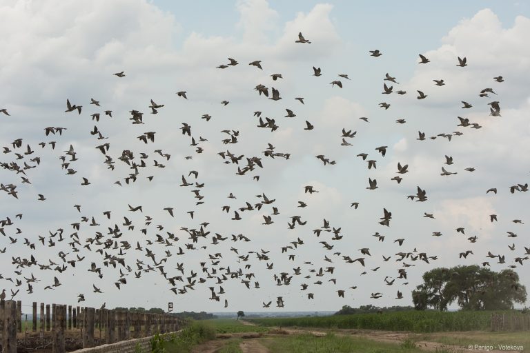 Dove Hunting in Tucuman_20