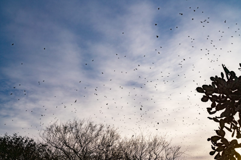 Dove Hunting in Tucuman_4