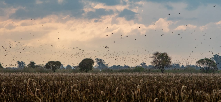 Tucuman Dove Shooting_1