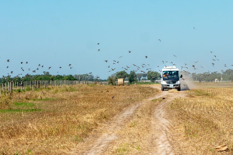 Tucuman Dove Shooting_2